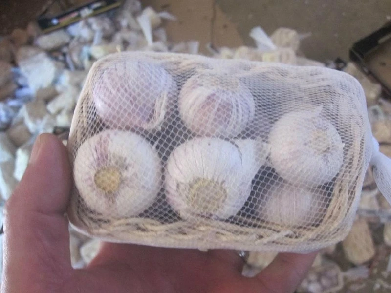 3.5cm solo garlic